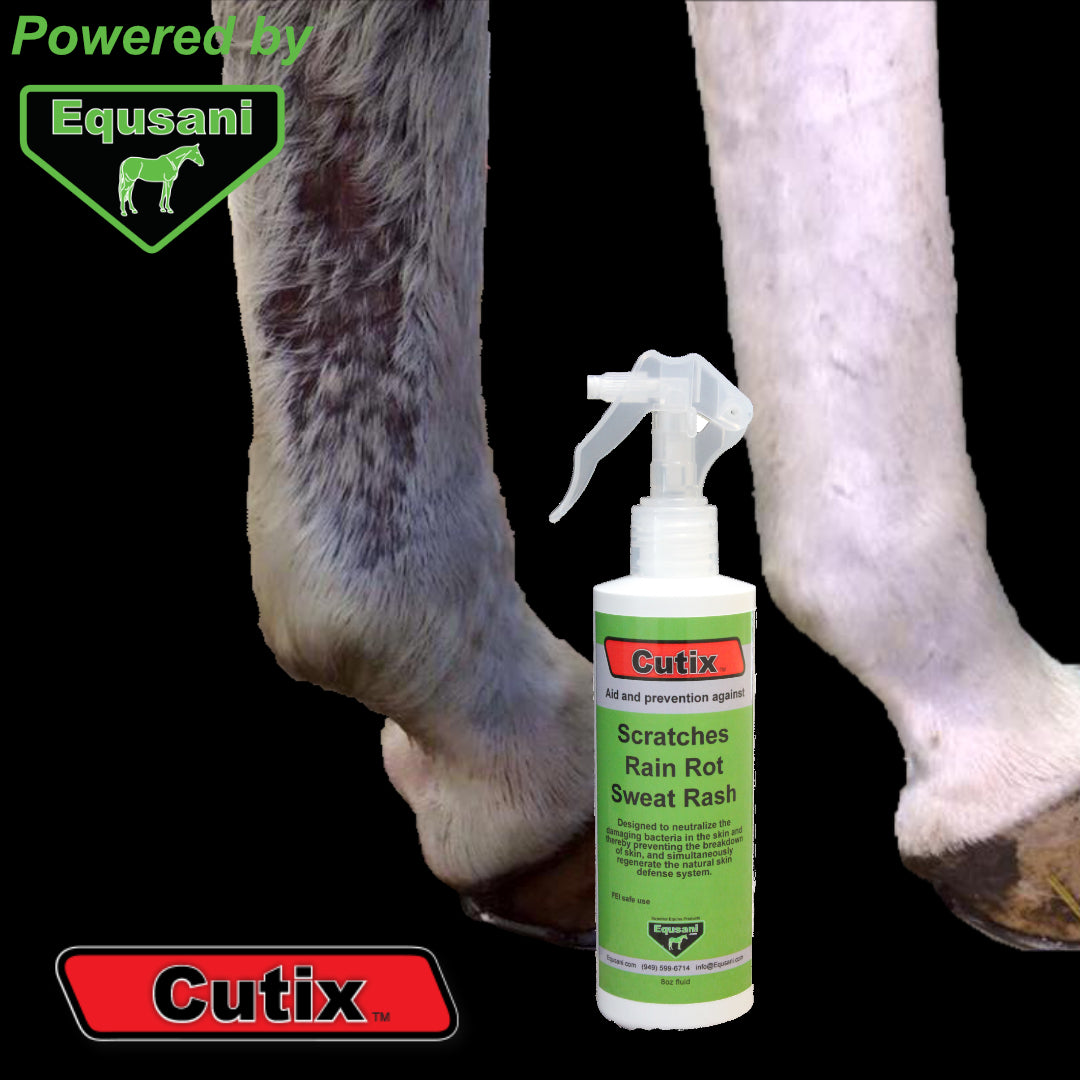 horse leg with scratches and treatment