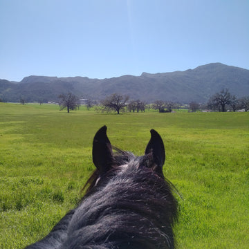 horse looking over green field