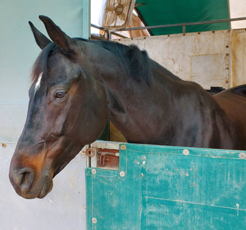 pretty horse looking out of stall door